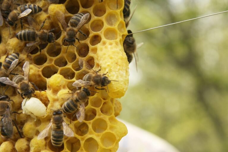 Close-up photo of an uncapped queen cell built on the edge of a comb, with worker honey bees around it