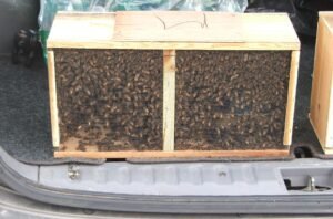 Photo of a standard wooden package of honey bees with screened sides, full of worker bees, in a car trunk
