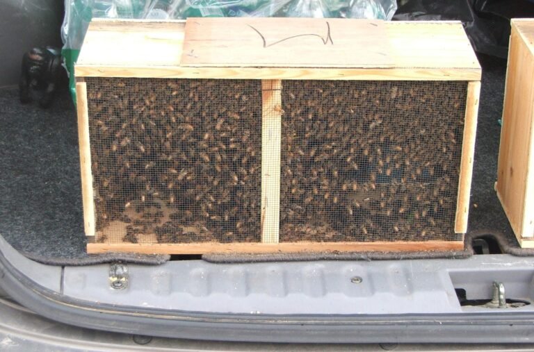 Photo of a standard wooden package of honey bees with screened sides, full of worker bees, in a car trunk