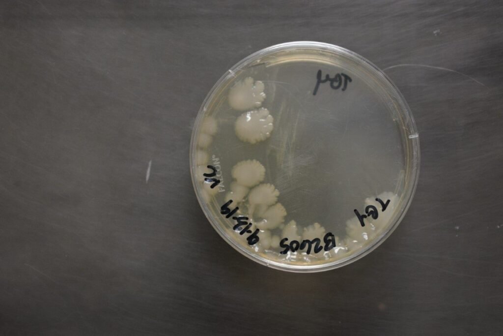 Photo of a petri dish with white colonies of Paenibacillus larvae, the bacterium that causes American foulbrood