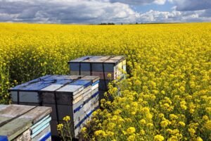 Photo of strapped, palletized honey bee hives set inside a flowering yellow canola field for pollination