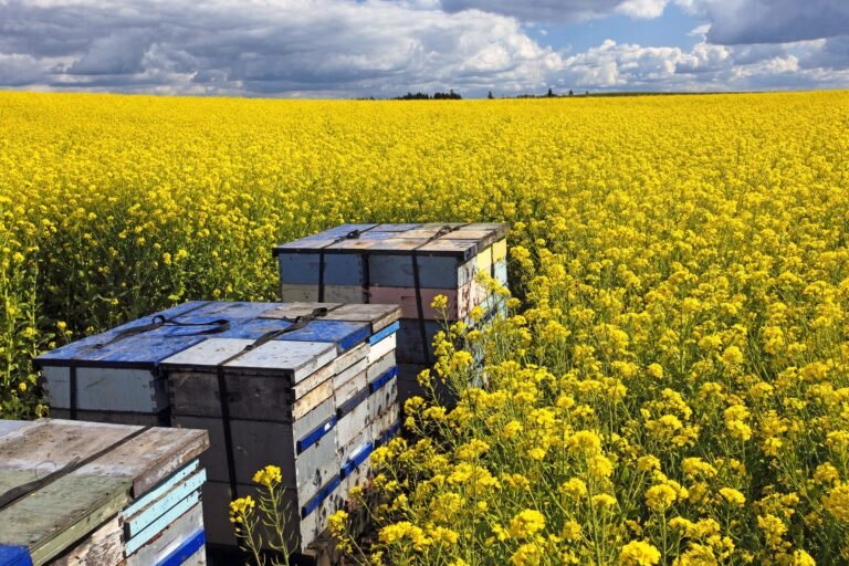 Photo of strapped, palletized honey bee hives set inside a flowering yellow canola field for pollination