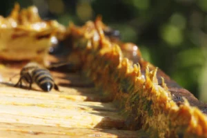 Close-up photo of a thick ridge of golden propolis built up along a hive frame, with a honey bee beside it