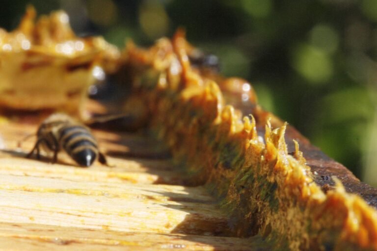 Close-up photo of a thick ridge of golden propolis built up along a hive frame, with a honey bee beside it