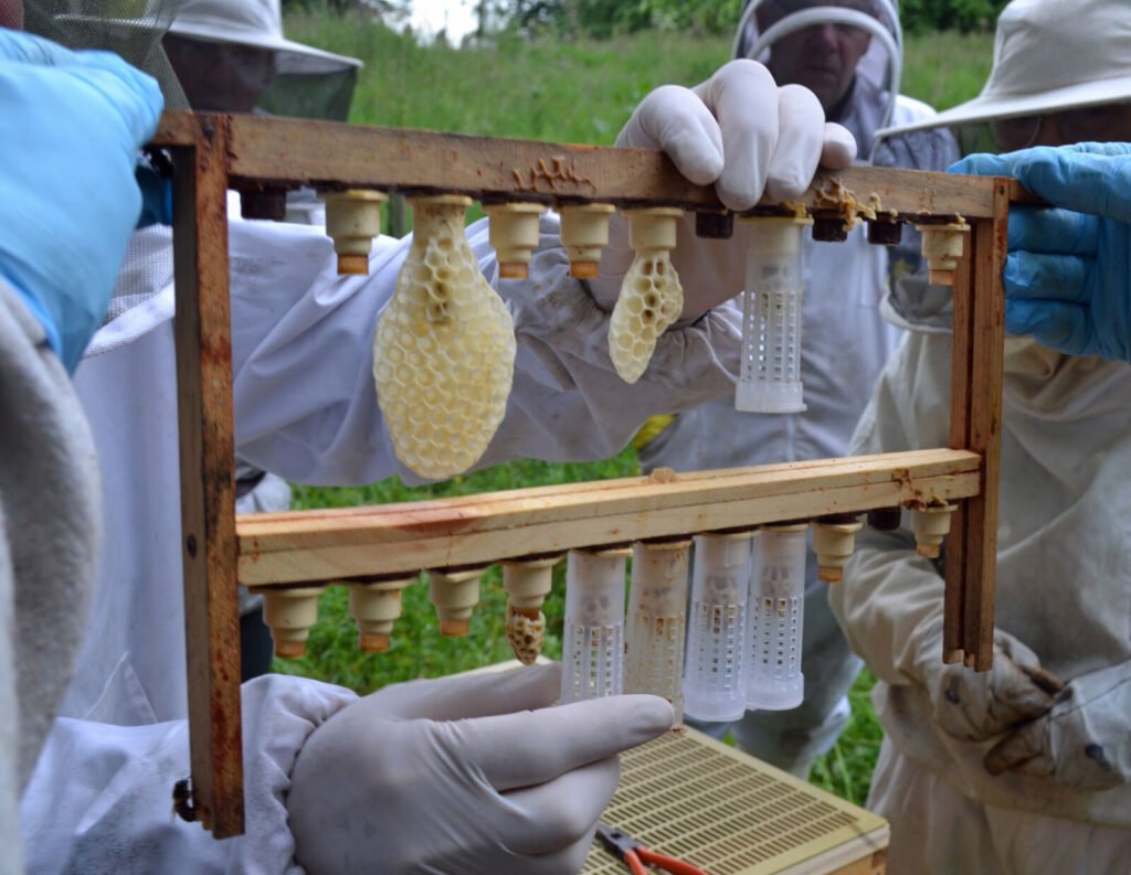Beekeepers fitting plastic roller cages over ripe queen cells hanging from a cell bar frame