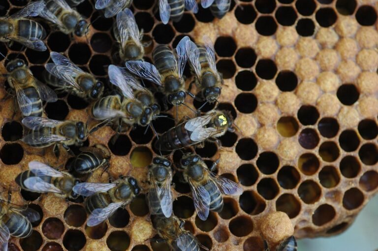 Photo of a marked honey bee queen on dark brood comb among attendant workers, next to open cells ready for eggs