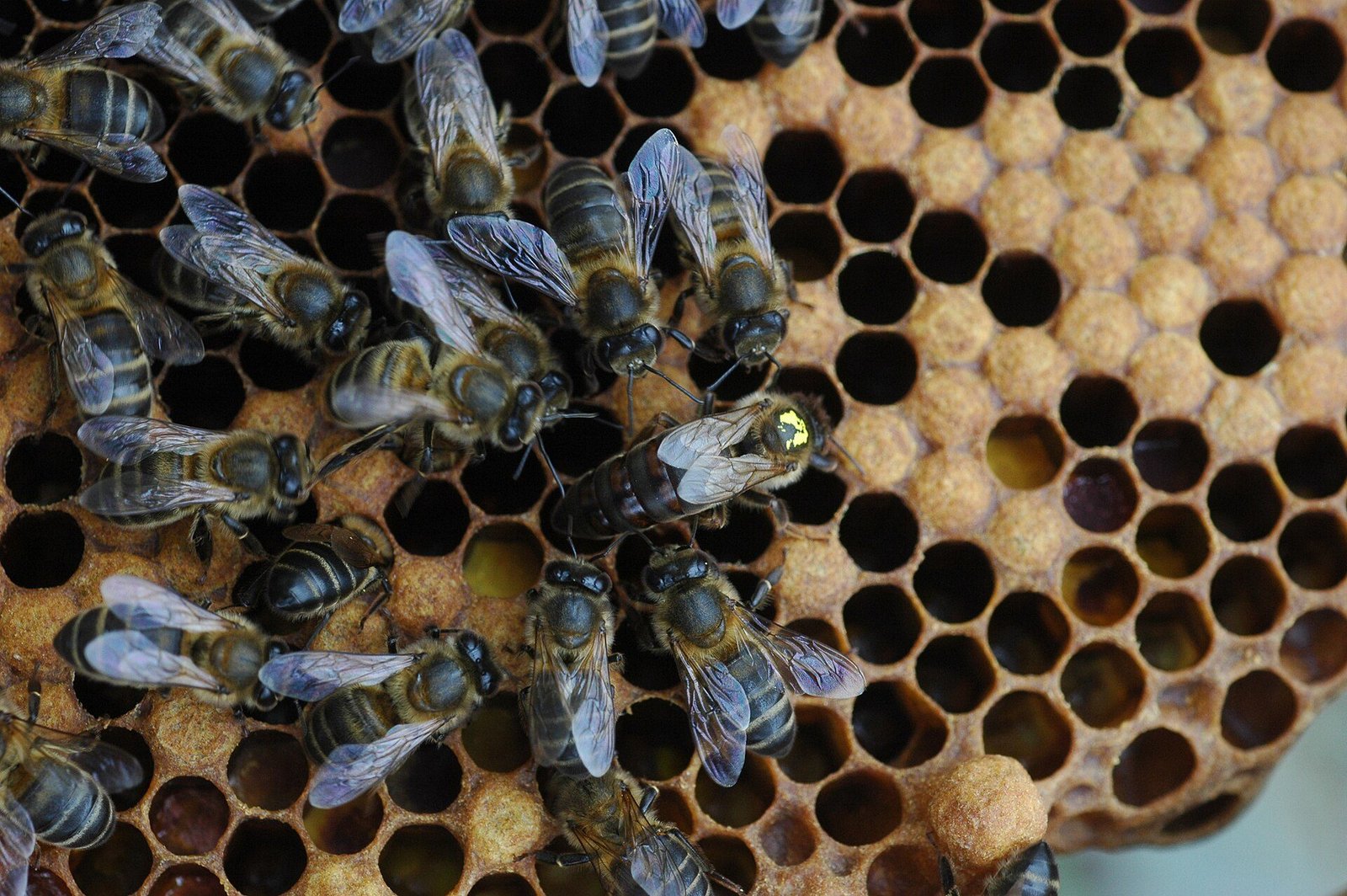 Photo of a marked honey bee queen on dark brood comb among attendant workers, next to open cells ready for eggs