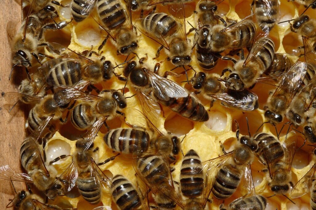 Photo of an unmarked honey bee queen walking on brood comb among worker bees and open larval cells