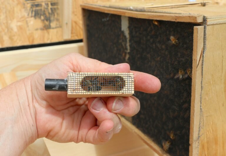 Photo of a hand holding a small screened queen cage with a queen inside, next to a package of bees