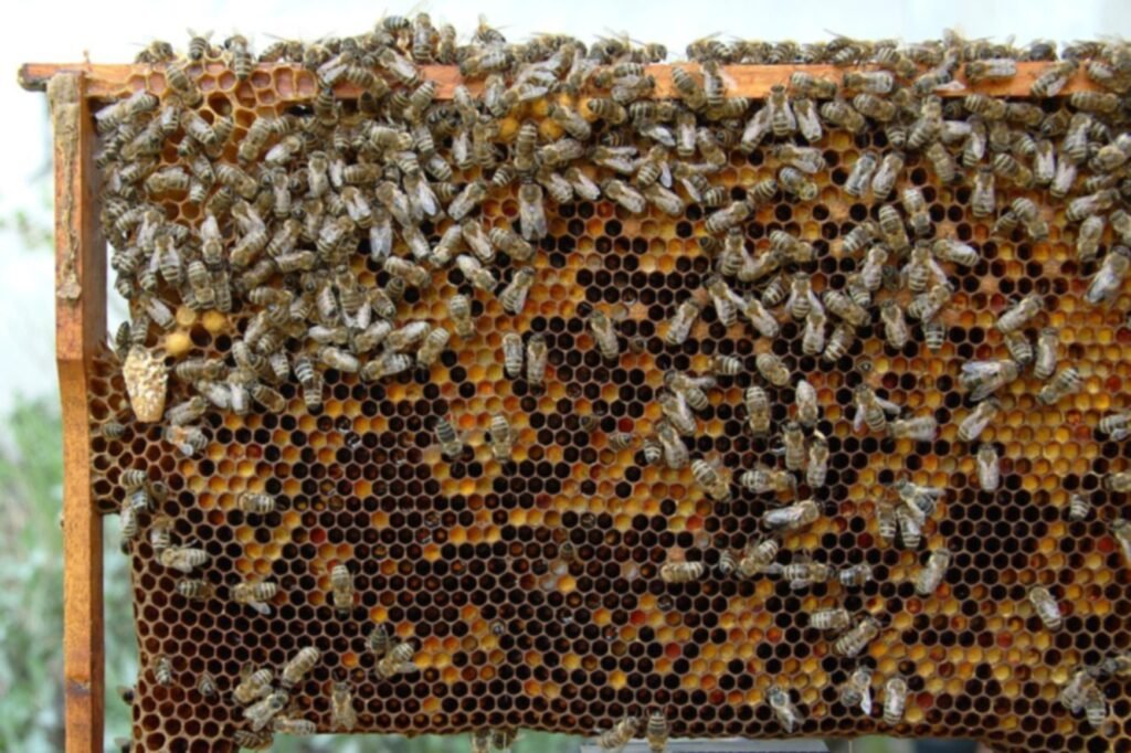 Photo of a brood frame covered in worker bees with a peanut-shaped queen cell hanging from the left edge of the comb