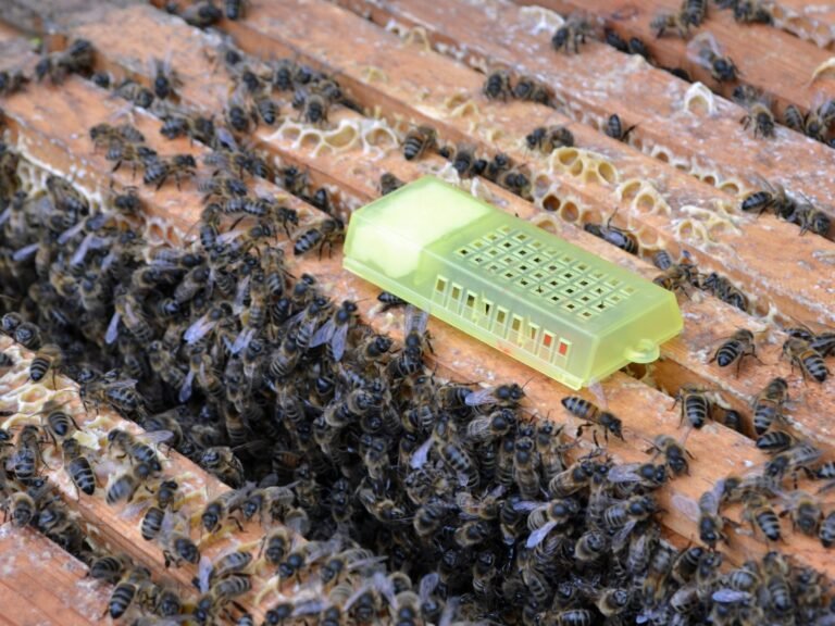 Photo of a plastic queen introduction cage lying on the top bars of a hive covered with worker honey bees