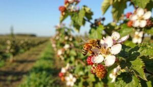 renting hives for berry farms