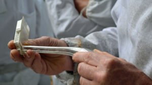 Beekeeper's hands guiding a mated queen bee into a plastic introduction cage with a queen catcher