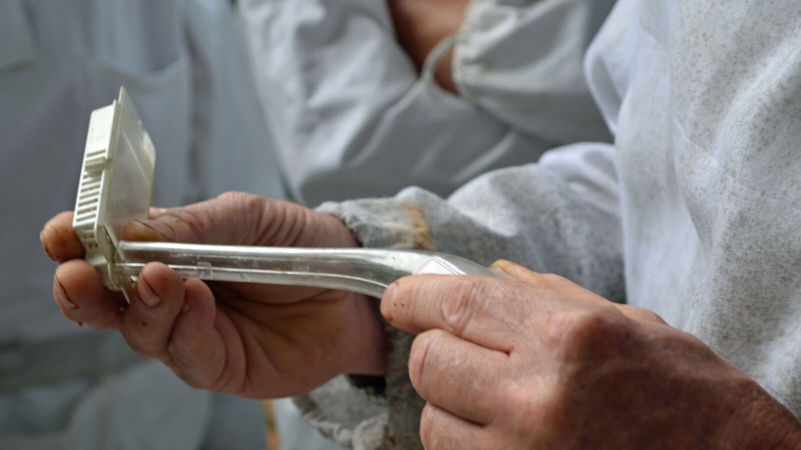 Beekeeper's hands guiding a mated queen bee into a plastic introduction cage with a queen catcher