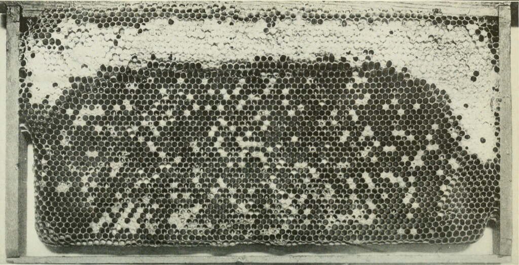 Black-and-white photo of a brood frame with sacbrood-killed cells scattered through capped worker brood