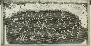 Black-and-white photo of a brood frame with sacbrood-killed cells scattered through capped worker brood