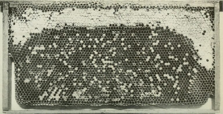Black-and-white photo of a brood frame with sacbrood-killed cells scattered through capped worker brood