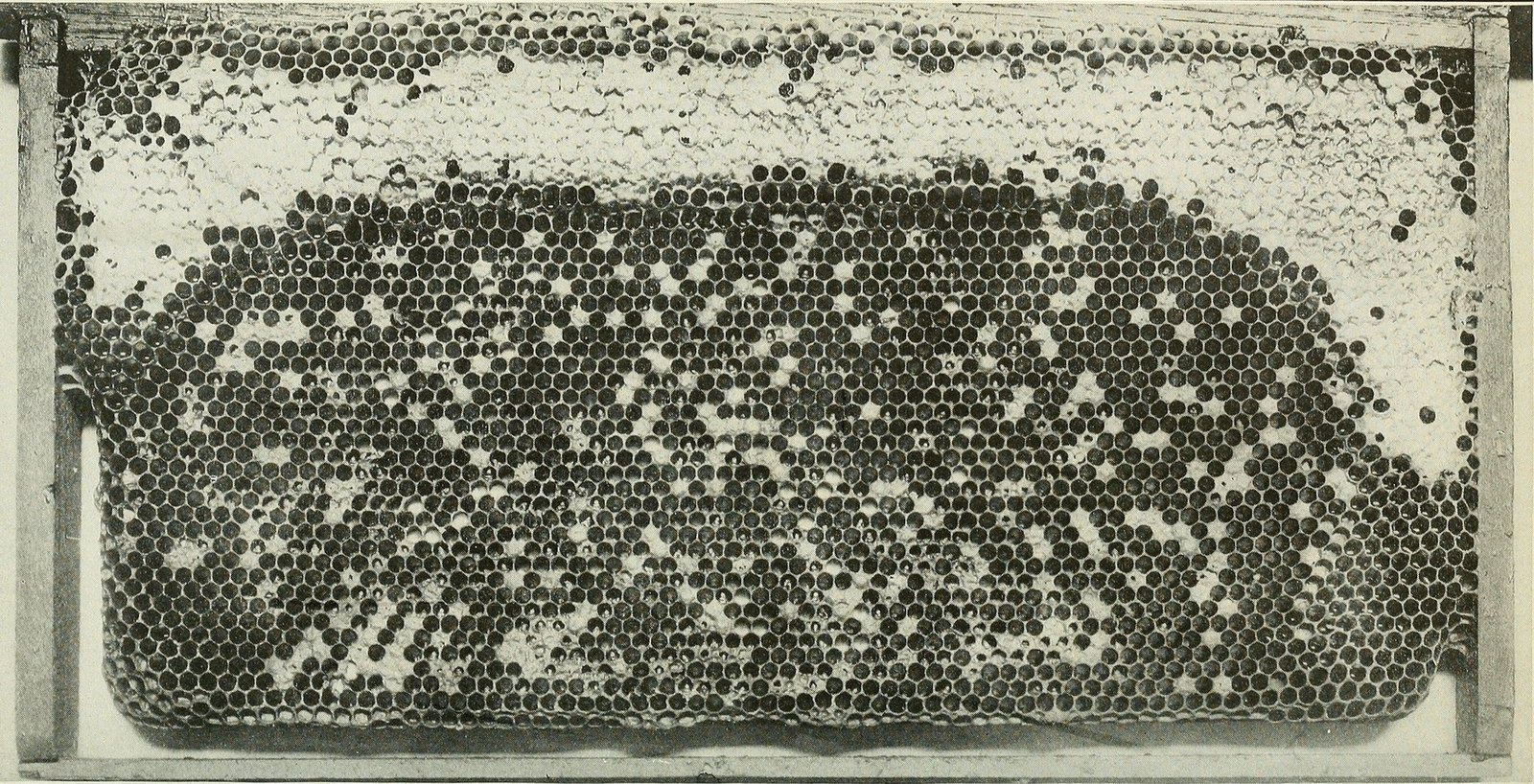 Black-and-white photo of a brood frame with sacbrood-killed cells scattered through capped worker brood