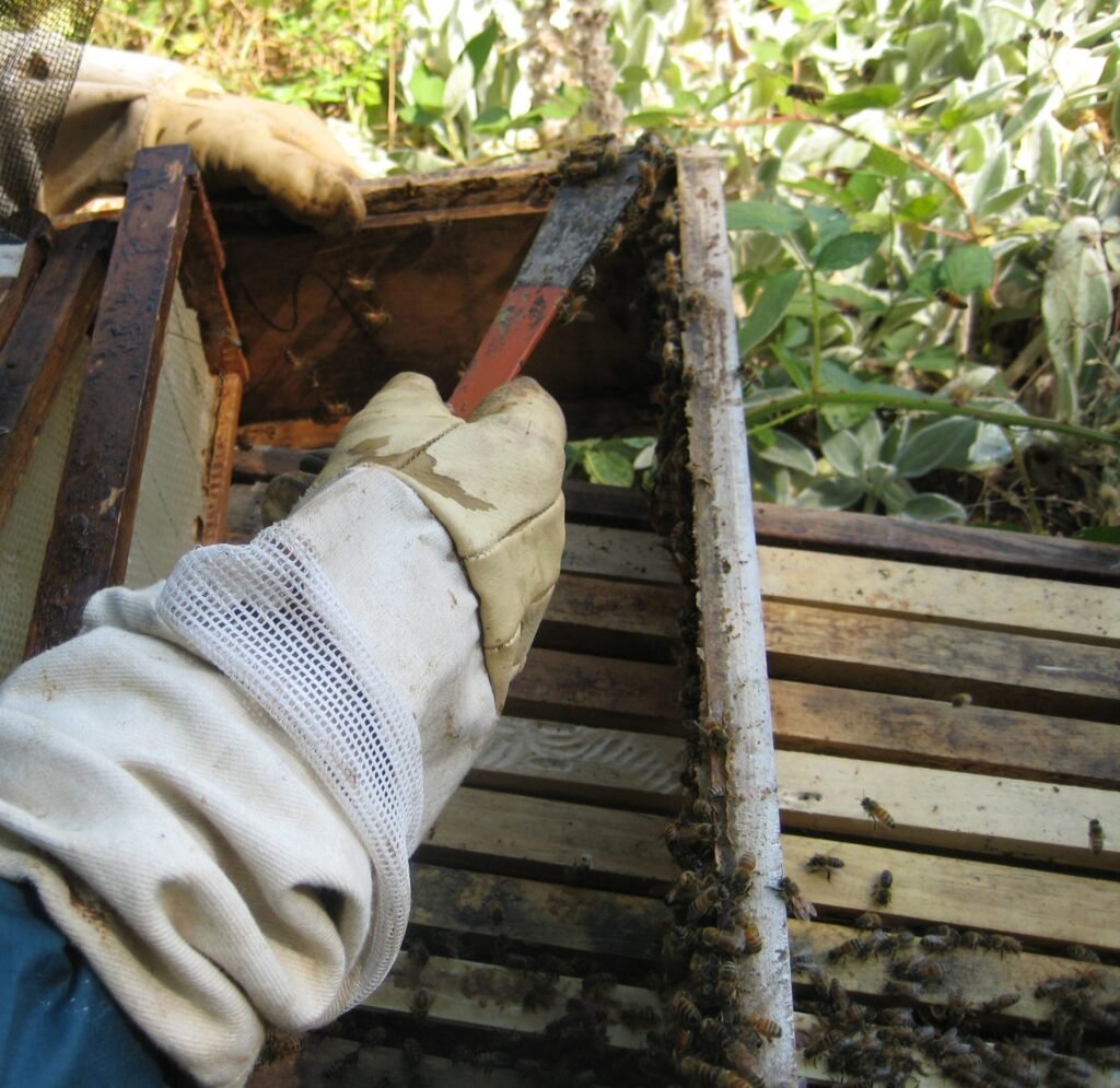 Photo of a gloved beekeeper scraping propolis from the inside wall of a hive box with a hive tool