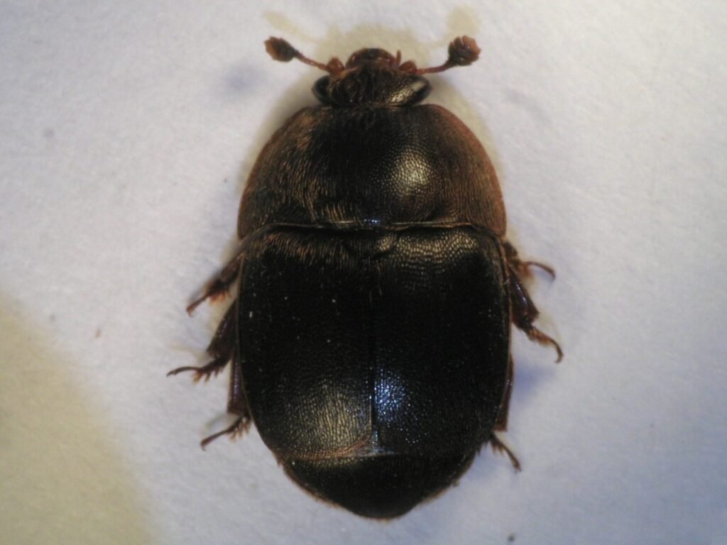 Close-up photo of an adult small hive beetle, a small dark oval beetle with clubbed antennae, on a pale surface