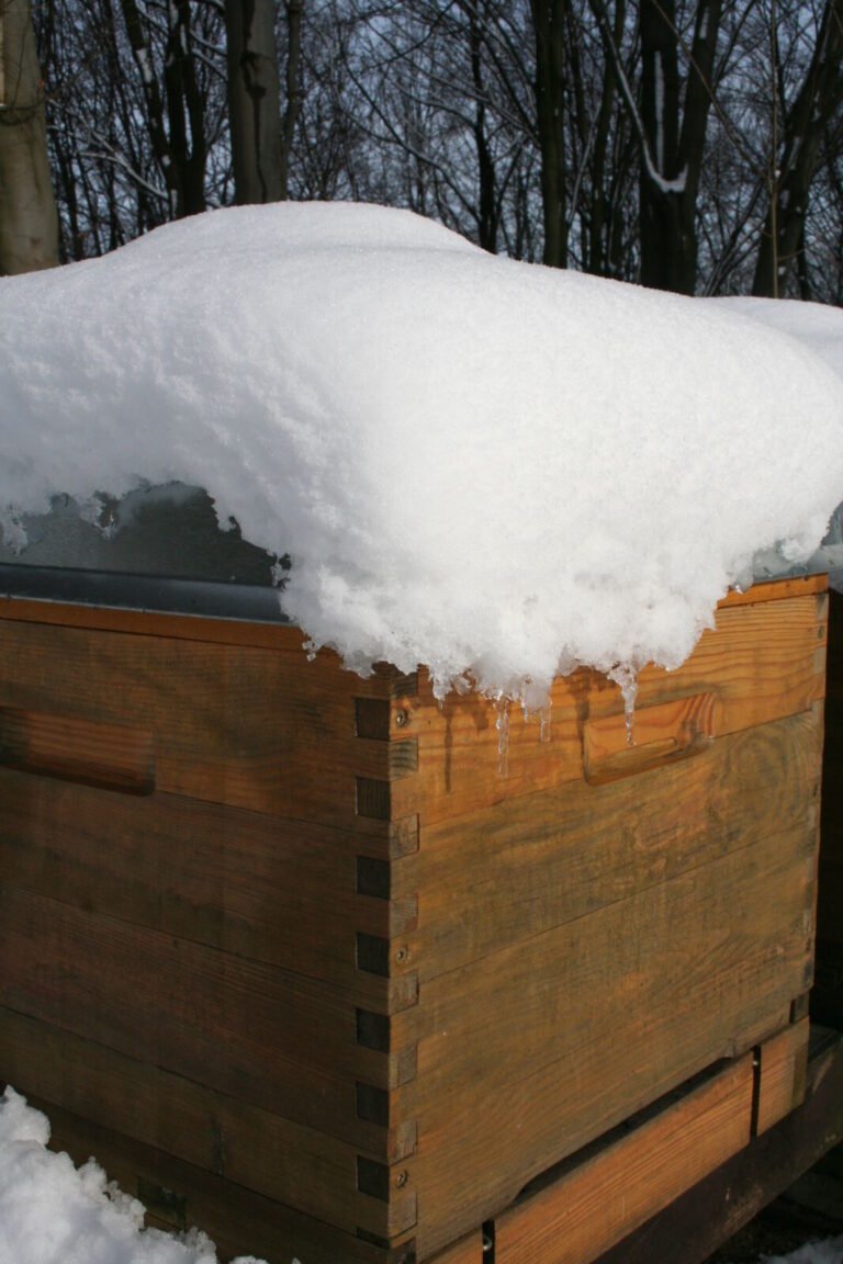Close-up photo of a wooden Langstroth hive with a thick snow cap and icicles on its metal-clad outer cover in winter