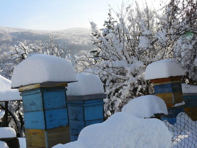 Photo of blue and yellow beehives capped with deep snow in a winter apiary on a hillside