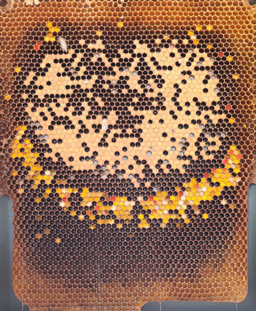 Brood comb with a patchy, spotty pattern of capped cells next to bands of pollen and honey, a sign of a failing queen
