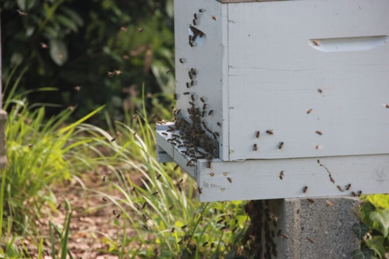 Photo of a swarm of honey bees walking into the reduced entrance of a white Langstroth hive