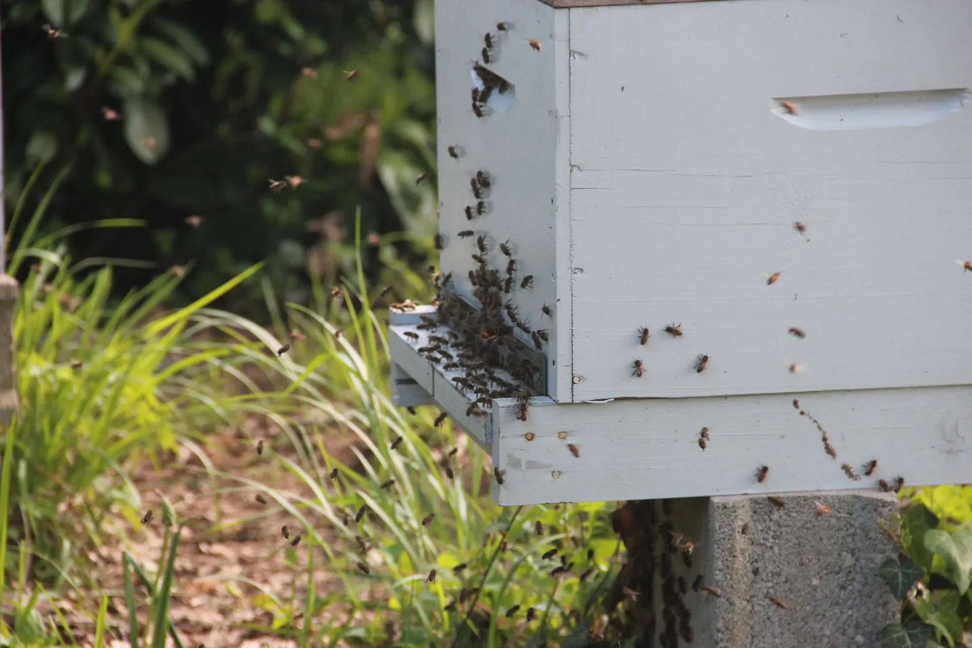 Photo of a swarm of honey bees walking into the reduced entrance of a white Langstroth hive
