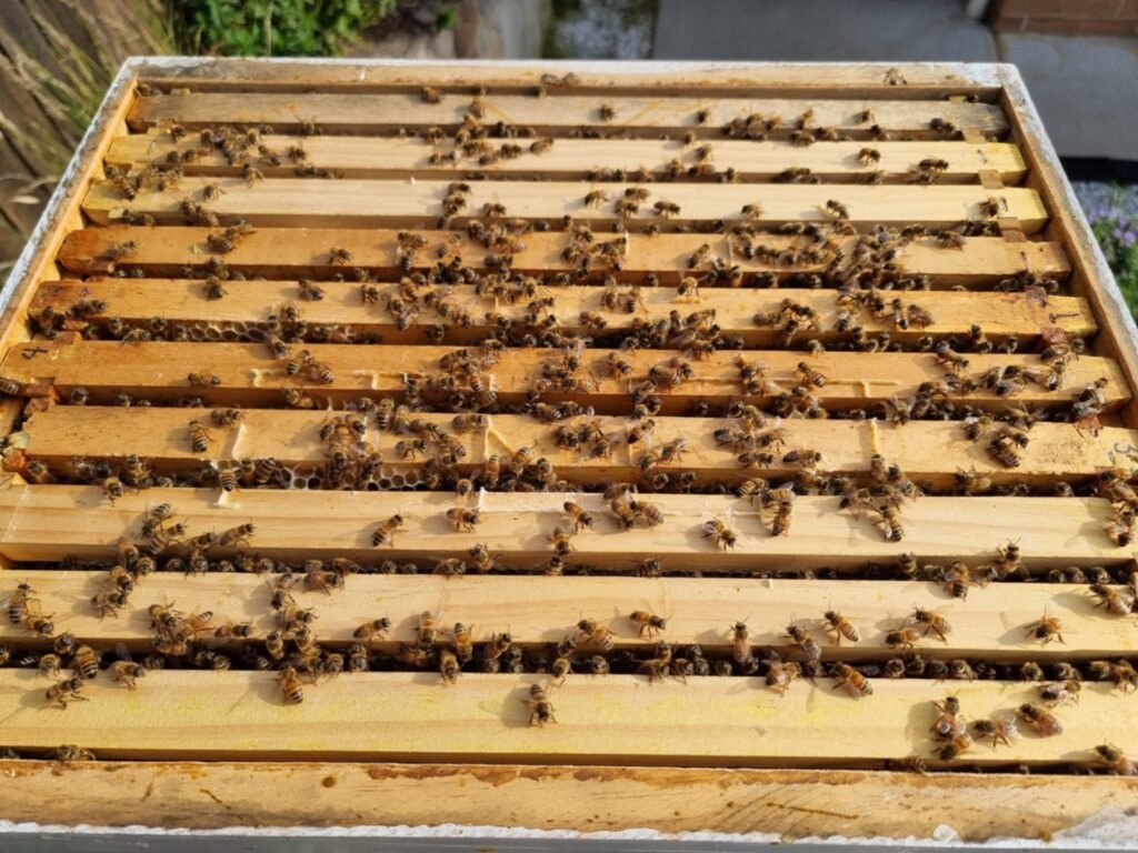 Photo of an open 10-frame Langstroth hive box with all ten frames pushed together and honey bees on the top bars
