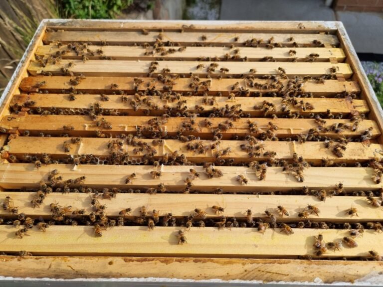 Photo of an open 10-frame Langstroth hive box with all ten frames pushed together and honey bees on the top bars