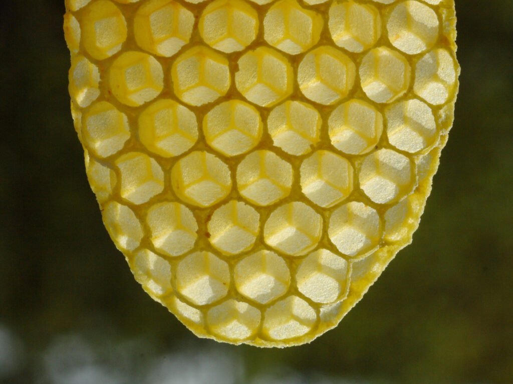 Close-up photo of a piece of new, pale yellow natural comb glowing with light shining through its cells