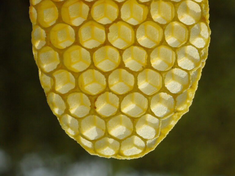 Close-up photo of a piece of new, pale yellow natural comb glowing with light shining through its cells
