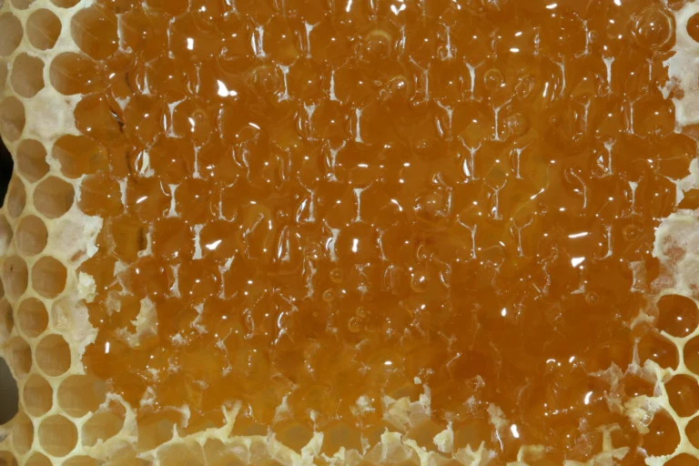 Close-up photo of freshly uncapped honeycomb, the honey in each open cell exposed to the room air