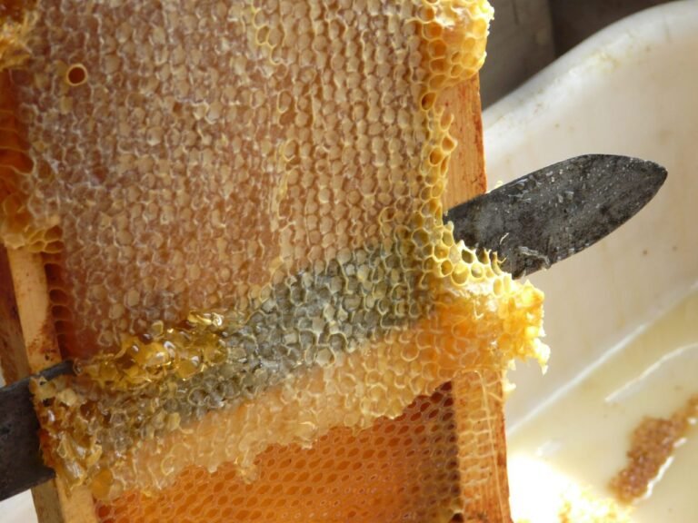 Close-up photo of an uncapping knife slicing the wax cappings off a frame of honey over a plastic tub