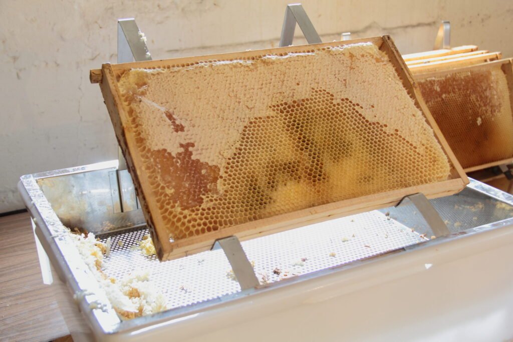 Photo of a honey frame resting on an uncapping tray, with sliced wax cappings draining on the mesh below