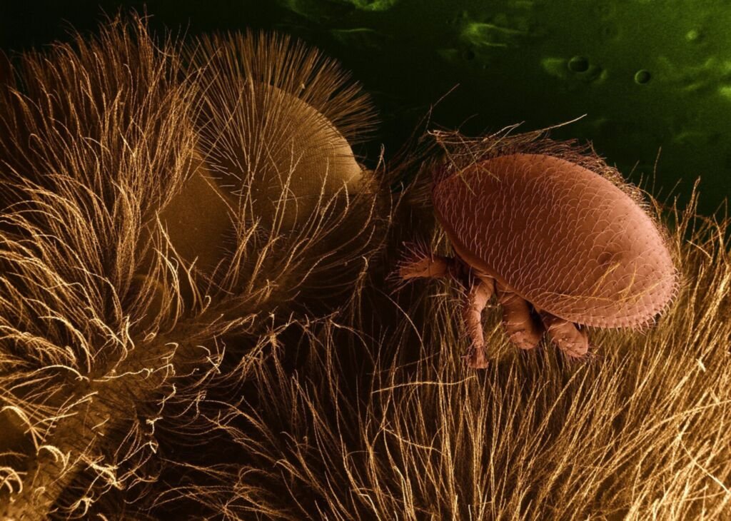 Colorized scanning electron micrograph of a Varroa destructor mite clinging among the body hairs of a honey bee