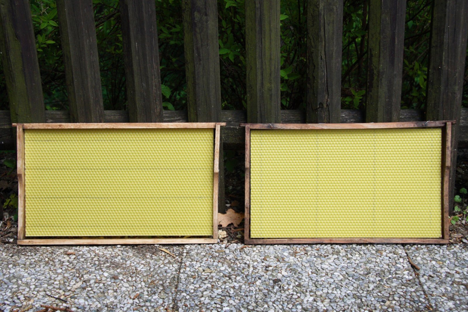 Photo of two wooden hive frames fitted with fresh yellow beeswax foundation sheets, leaning on a fence