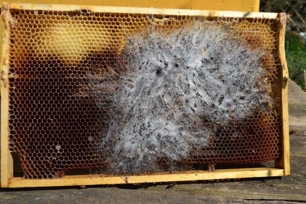 Photo of an empty brood comb frame covered in gray wax moth webbing and tunnels after being stored