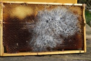 Photo of a stored brood comb frame covered in dense white wax moth webbing spreading across the dark cells