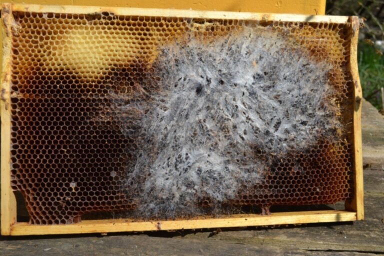 Photo of a stored brood comb frame covered in dense white wax moth webbing spreading across the dark cells