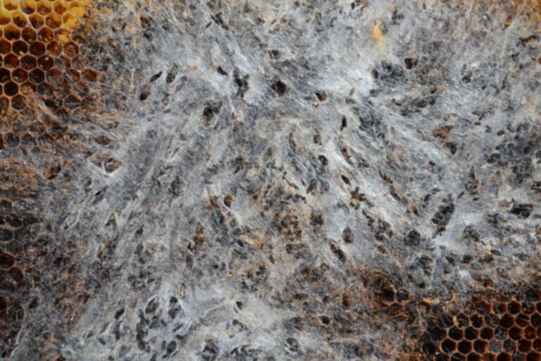 Close-up photo of dense grey silk webbing and dark droppings left by wax moth larvae across a comb