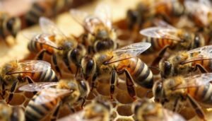 why a new queen is not laying eggs yet