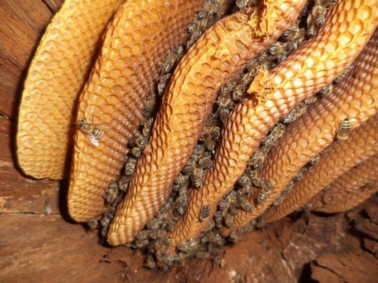 Photo of parallel wild honey bee combs built inside a hollow oak, with bees clustered between the curved combs