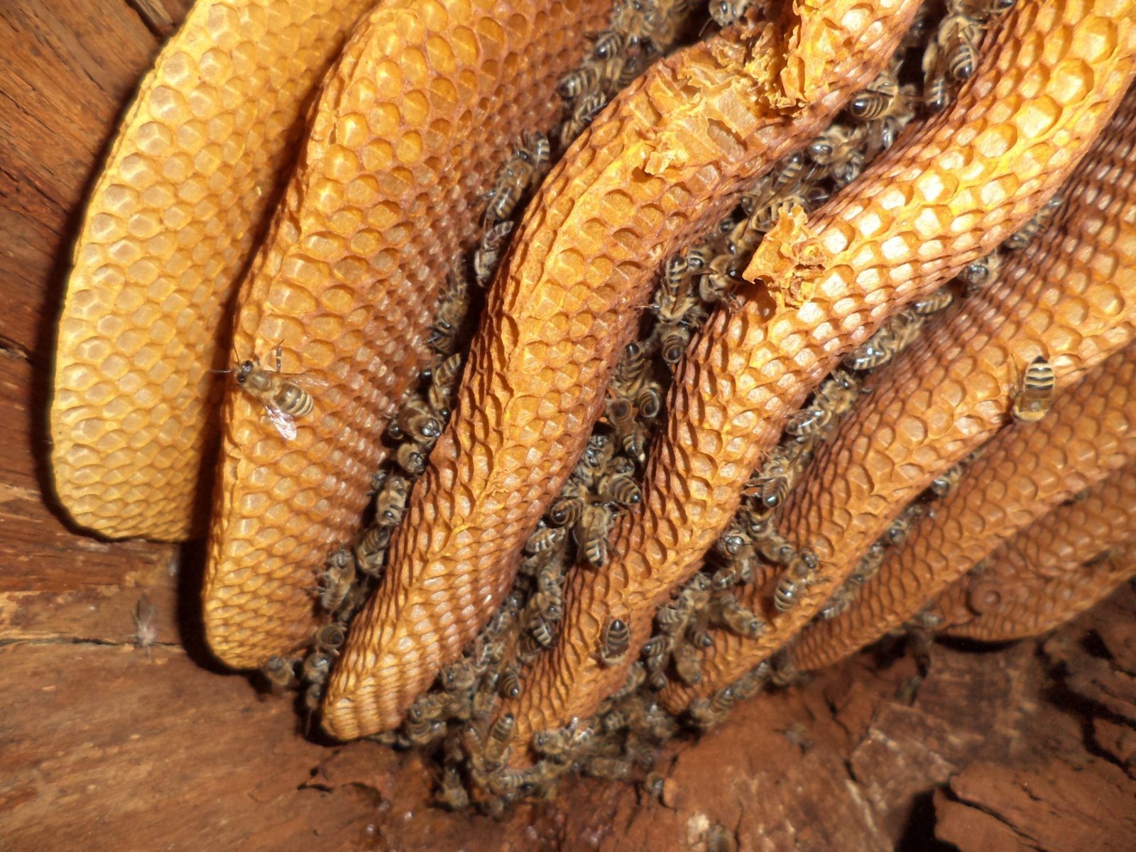 Photo of parallel wild honey bee combs built inside a hollow oak, with bees clustered between the curved combs