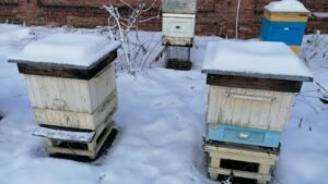 Photo of snow-capped wooden beehives standing in a winter apiary, the setting where quilt boxes and moisture boards are used