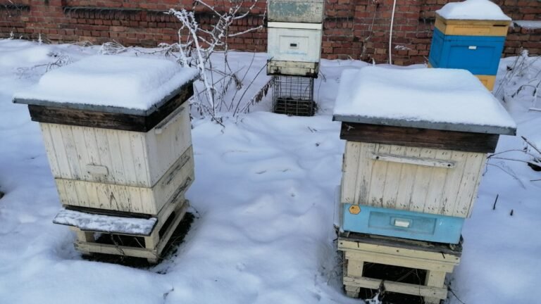 Photo of snow-capped wooden beehives standing in a winter apiary, the setting where quilt boxes and moisture boards are used