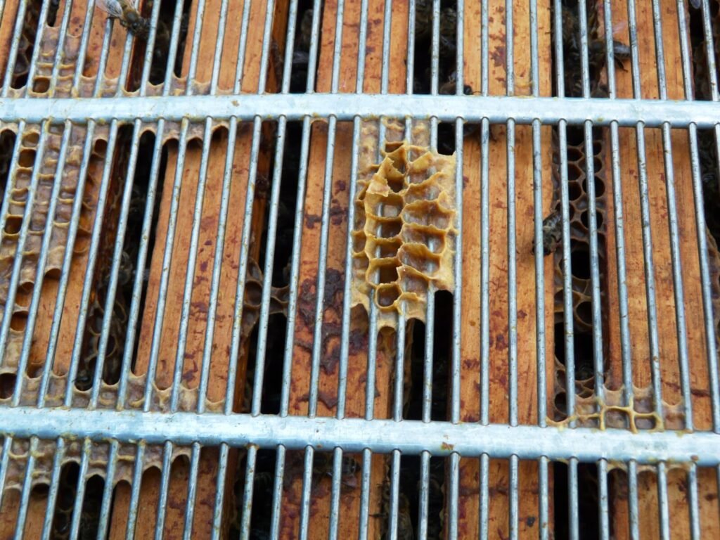 Metal wire queen excluder lying across the top bars of brood frames in an open hive