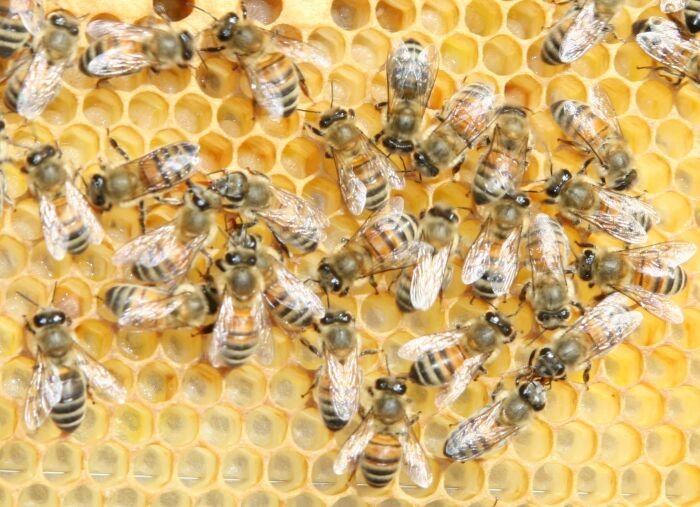 Buckfast honey bees on honeycomb, showing the calm cluster behavior the breeding line is selected for