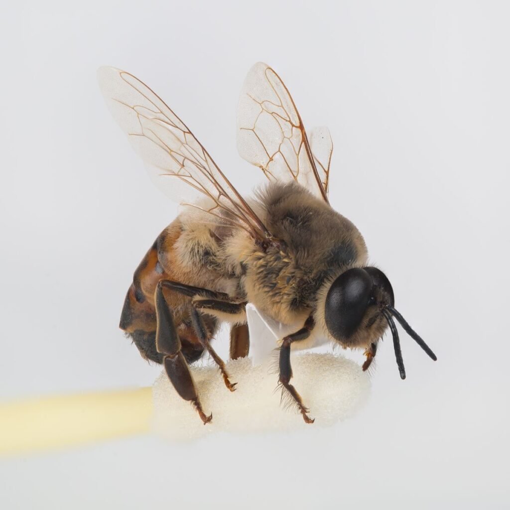 Macro photograph of an adult male drone honey bee, whose local density and genetics determine mating success in an Apidea mini nuc